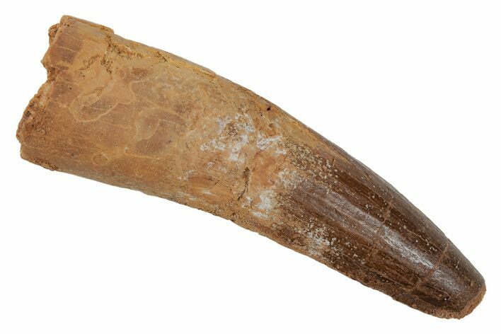 Fossil Spinosaurus Tooth - Real Dinosaur Tooth #210308